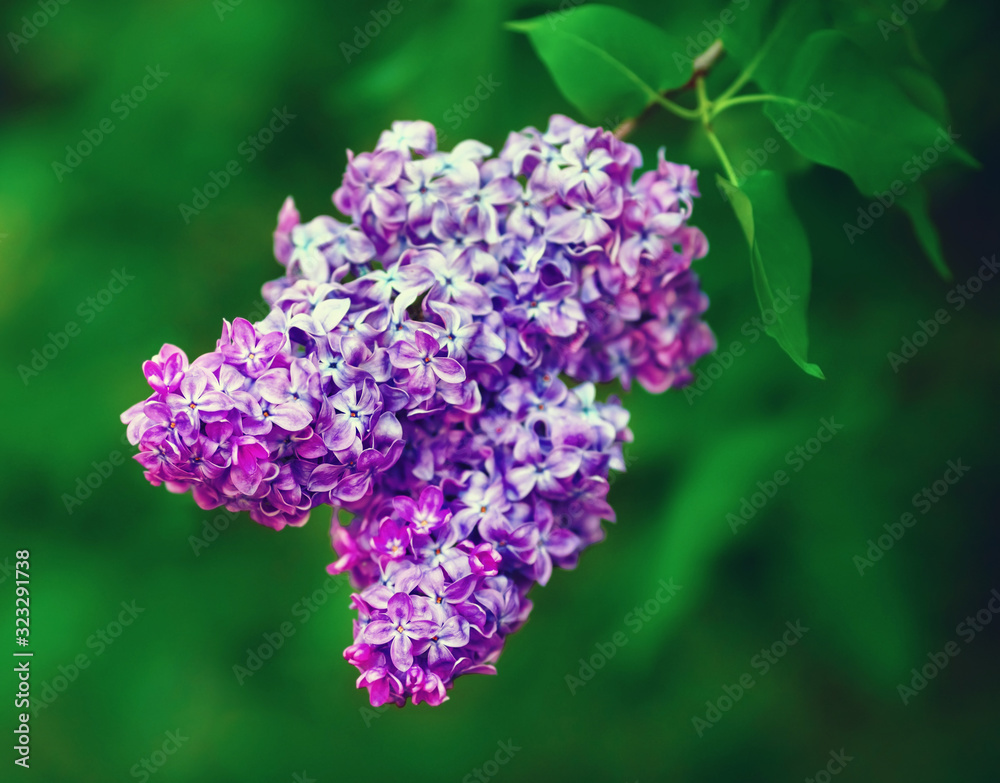 Spring lilac flowers. Lilac blooms in the garden. Selective focus. Spring lilac flowers. Lilac blooms in the garden. Selective focus.
