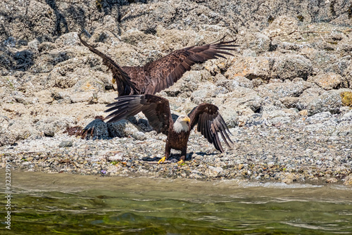 Two white-tailed sea eagles  standing on the stone-strewn beach  they stretch the wings  Vancouver Island
