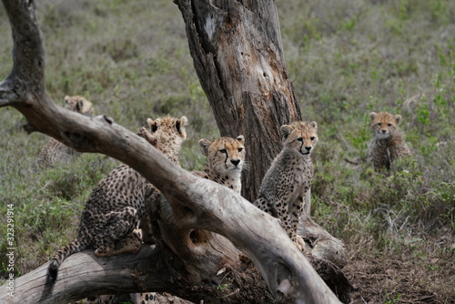 Gepard