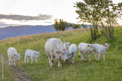 White cows  region Spis  Slovakia