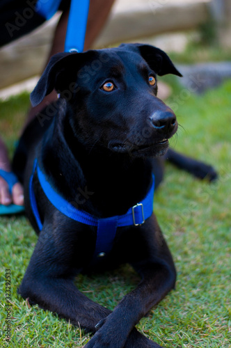 Black Dog