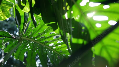 Tropical leaves Monstera exotic plant swaying in wind against sunlight with sunbeam and sun flare, nature green rainforest background.