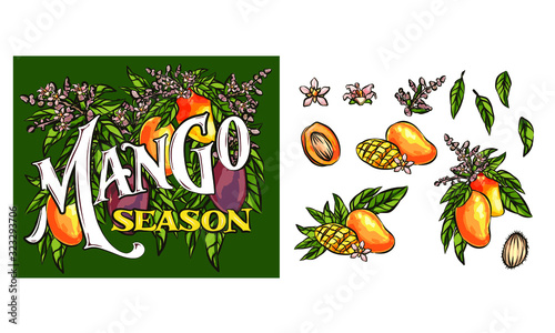 Mango fruits vector set. hand drawn organic food hand drawn sketch engraving illustration. Collection of mango fruits, leaves and slices of mango. Black white mango isolated on a white background.