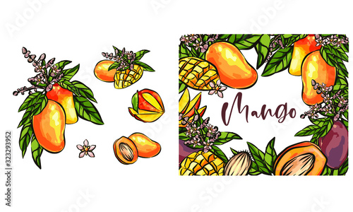 Mango fruits vector set. hand drawn organic food hand drawn sketch engraving illustration. Collection of mango fruits, leaves and slices of mango. Black white mango isolated on a white background. © SamsonFM