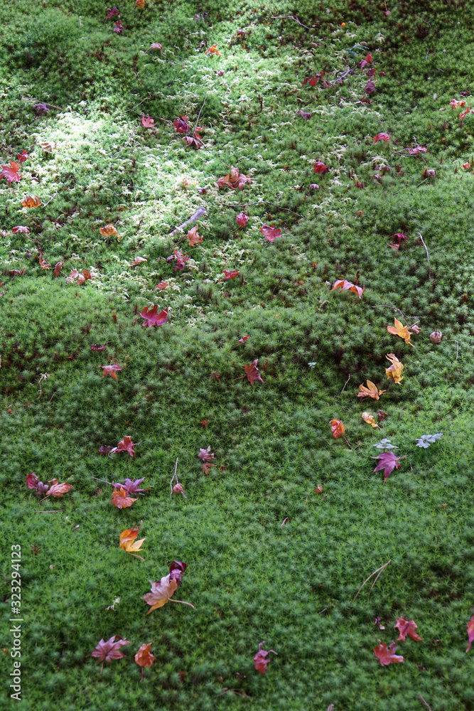 苔の上に落ちた楓の葉