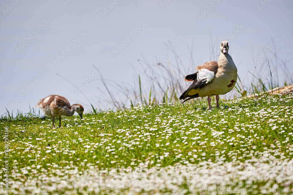 Egyptian Goose with Chick on Field near Adolfosee Lake (Alopochen aegyptiaca) Egyptian Goose with Chick on Field near Adolfosee Lake (Alopochen aegyptiaca)