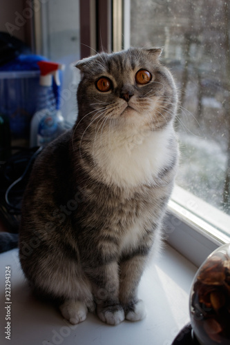 A gray british fold cat with orange eyes sits on a windowsill