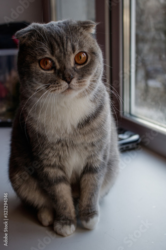 A gray british fold cat with orange eyes sits on a windowsill