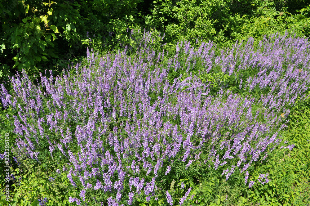 Obraz premium In the wild, Vicia tenuifolia blooms