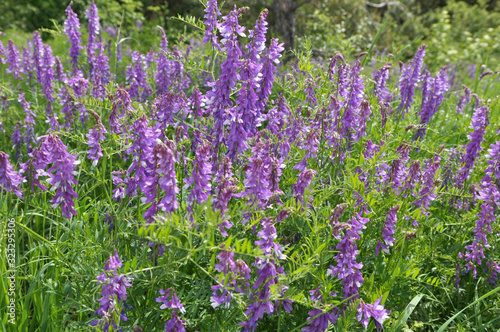 In the wild, Vicia tenuifolia blooms