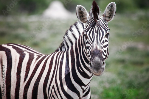 Zebra