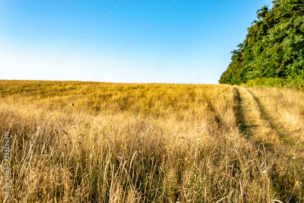 dry grass field. road in the field and forest