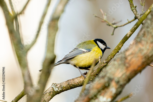 great tit or yellow-bellied tit bird