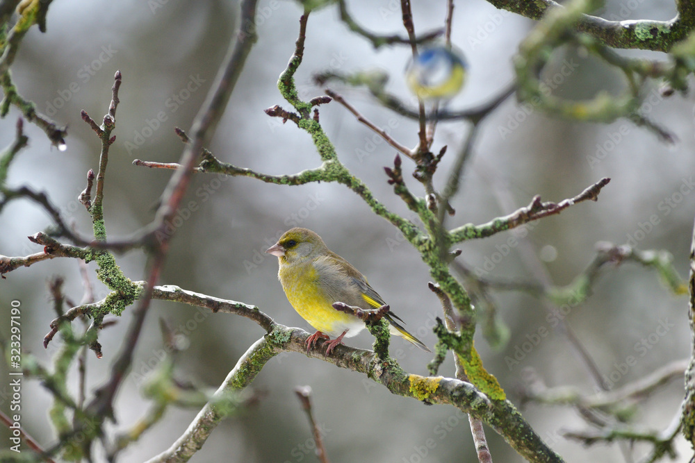 European greenfinch sitting on the branch in the cloudy winter European greenfinch sitting on the branch in the cloudy winter
