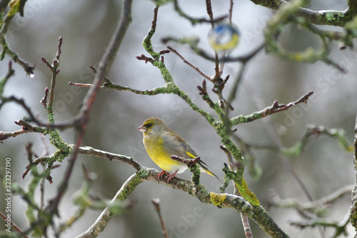  European greenfinch sitting on the branch in the cloudy winter 