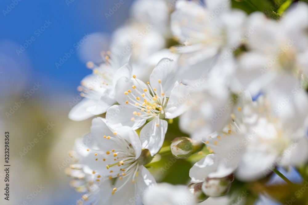 Obraz premium Cherry blossom 