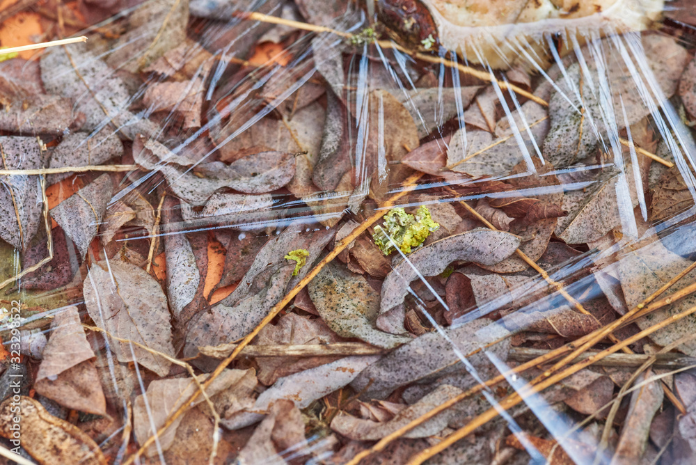 Eiskristalle in einer Pfütze Eiskristalle in einer Pfütze