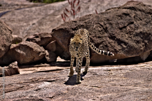 cheetah approaching on the rock