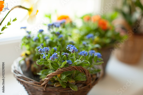 Tender blue forget-me-not flowers in a basket.