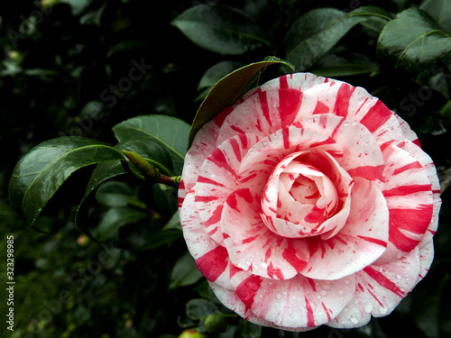 Fotografia meravigliosa corolla di camelia screziata di rosa e di bianco nel giardino