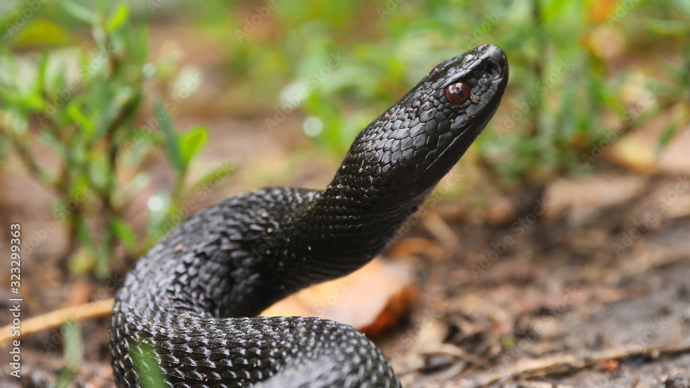 Obraz premium Portrait of Viper - Vipera nikolskii - dangerous snake preparing to attack