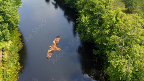 Above the Black kite (Milvus migrans) flying above the river and forest