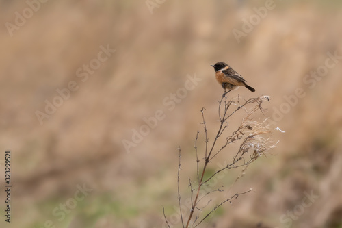 Female Stonechat Perched on a Twig