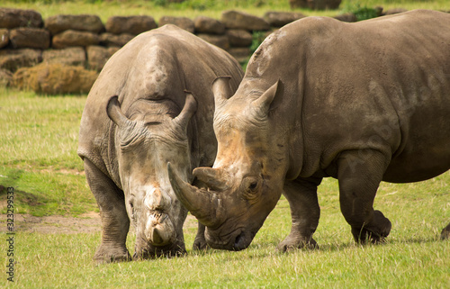 Two brown rhinoceros in a zoo compound