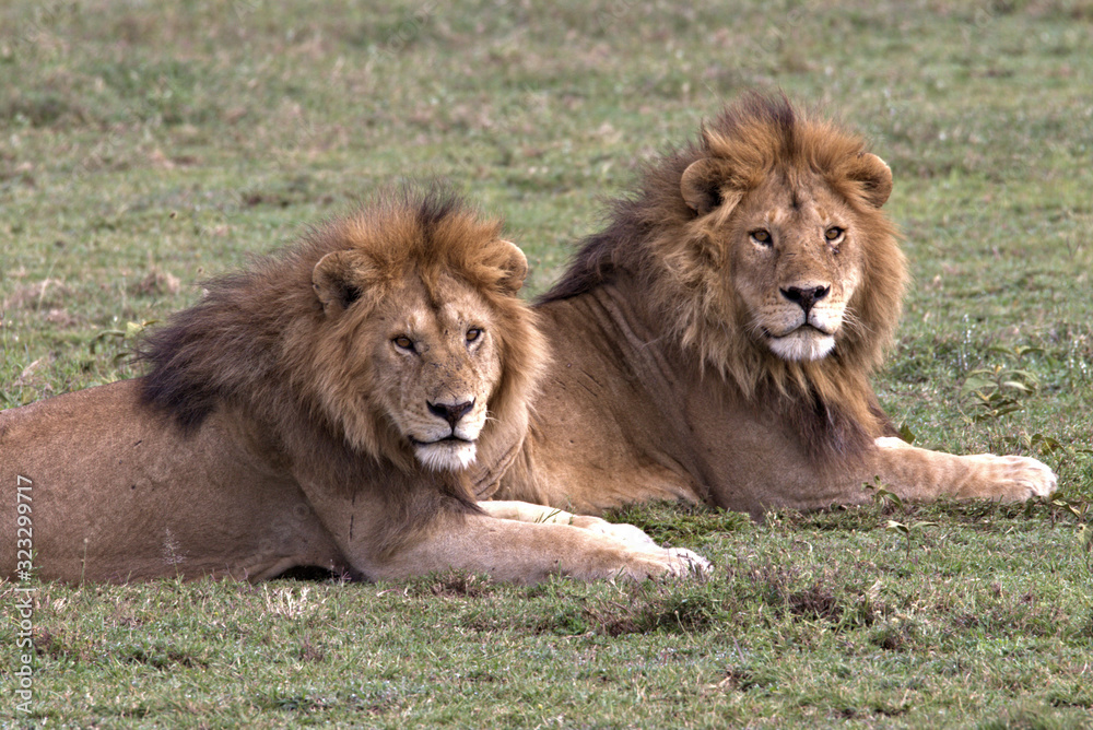 male lions a coalition male lions a coalition