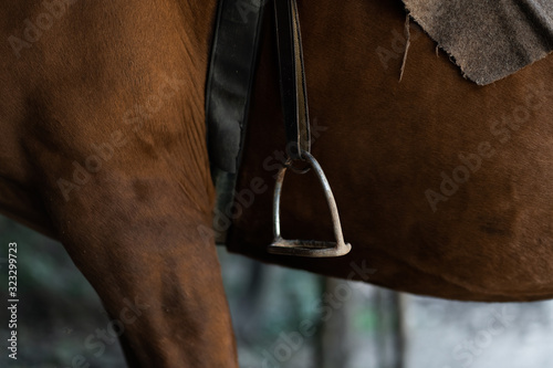 Portrait of a sports stallion. Riding on a horse. Thoroughbred horse. Beautiful horse. Sports horse in ammunition before competitions. Closeup