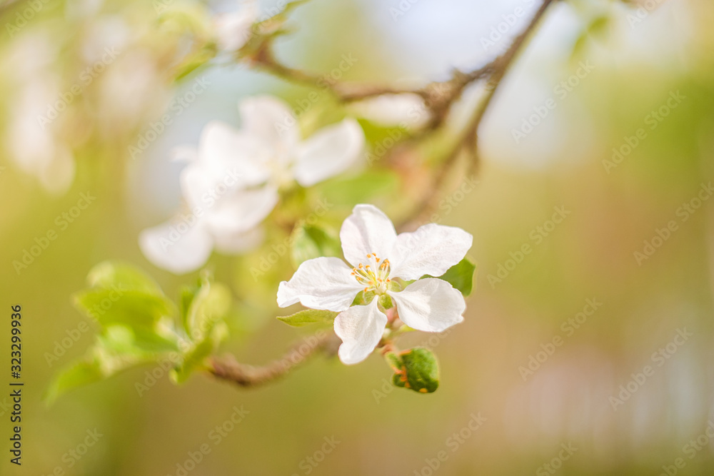 blooming apple tree in spring blooming apple tree in spring