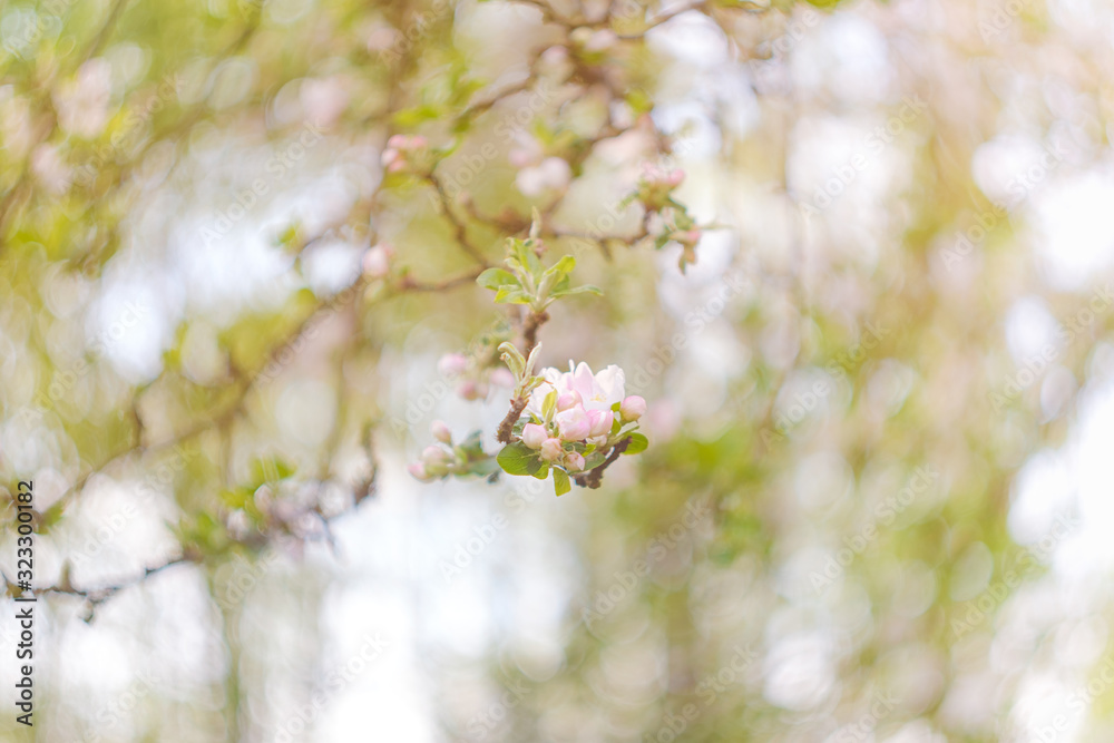 blooming apple tree in spring blooming apple tree in spring