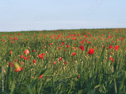 Fototapeta Naklejka Na Ścianę i Meble -  closeup of red poppy on cereal field.  Papaver rhoeas common names include corn poppy , corn rose , field poppy , red poppy , red weed , coquelicot .