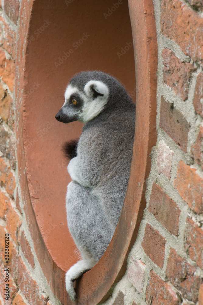 a ring-tailed lemur sat in a circular window at a zoo