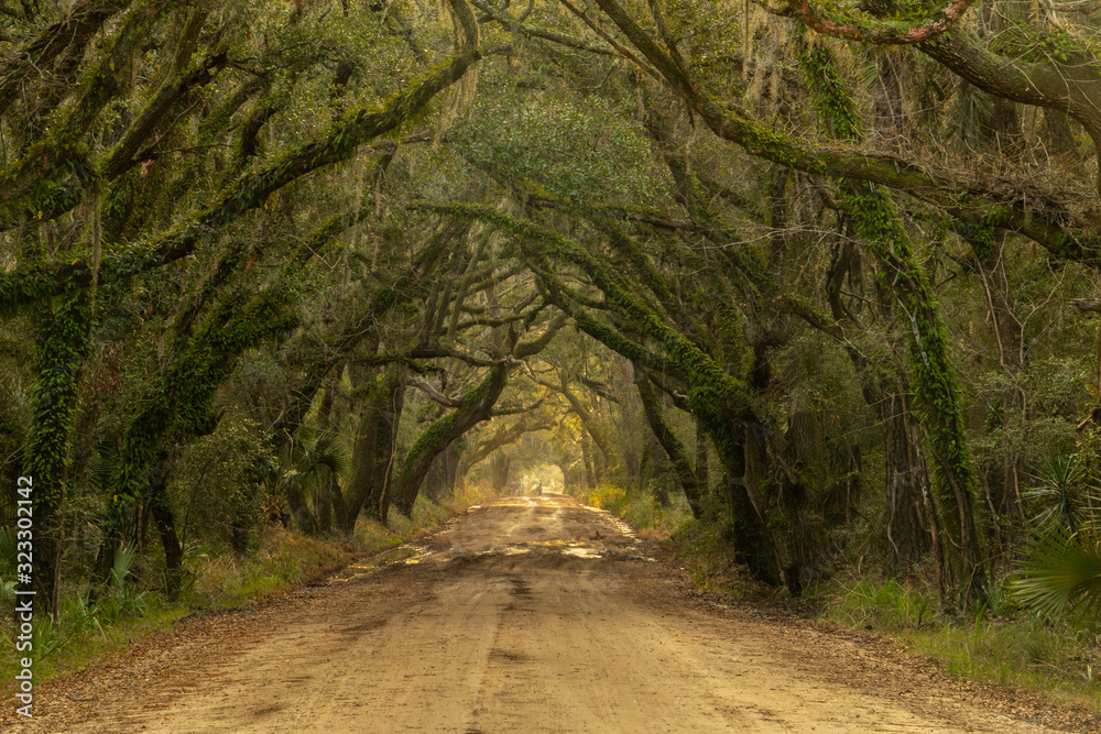 Obraz premium long wet road tree covered
