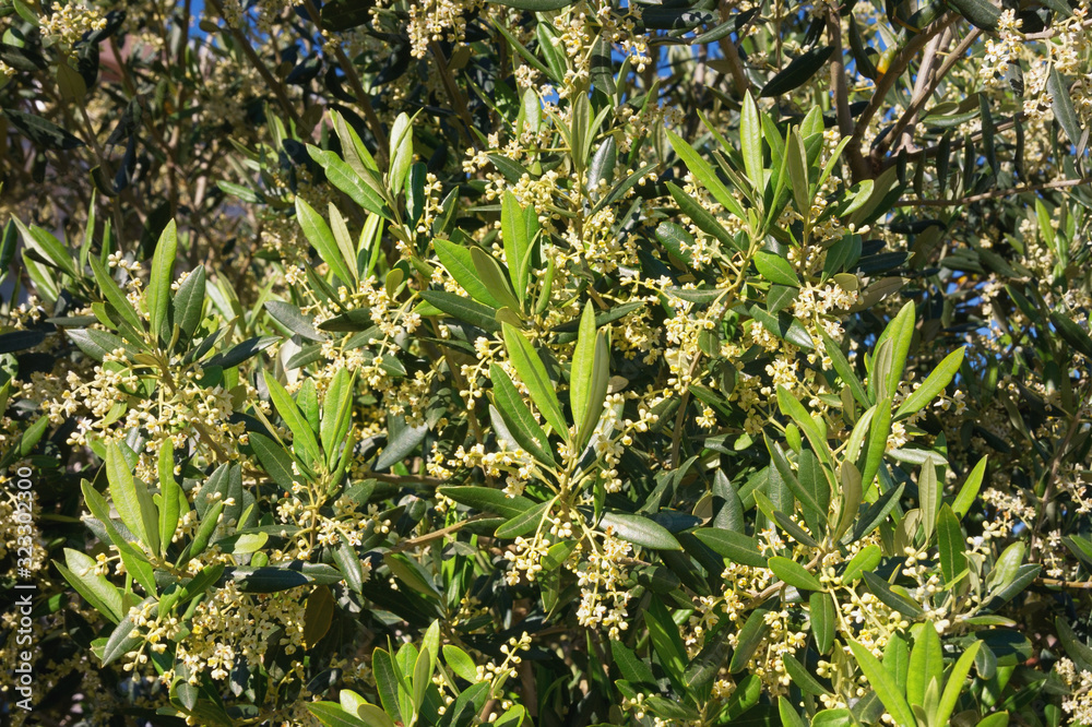 Fototapeta premium Springtime. Branches of olive tree with leaves and flowers, background