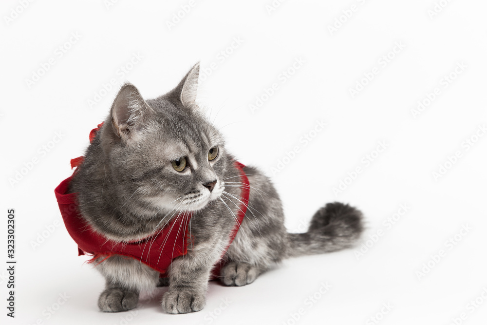 Cat in red medical blanket for cats, isolate on a white background. Treatment of a pet after surgery, sterilization.