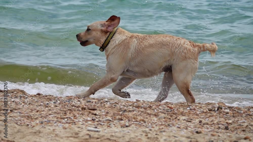 Labrador Retriever dog run on the beach, slow motion Labrador Retriever dog run on the beach, slow motion
