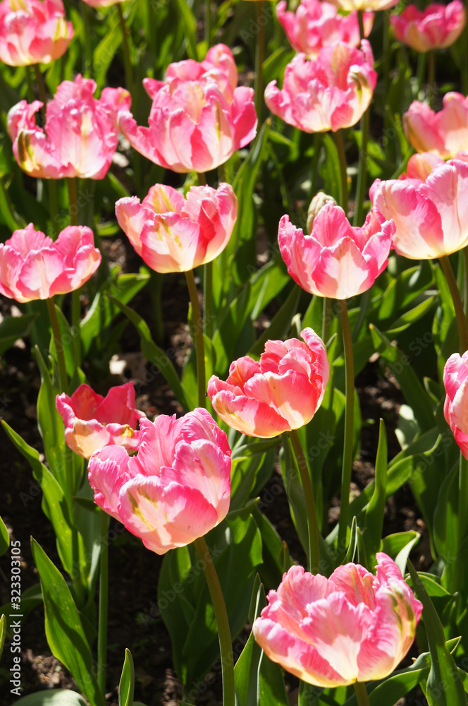 Tulipa gesneriana parrot tulip pink flowers vertical