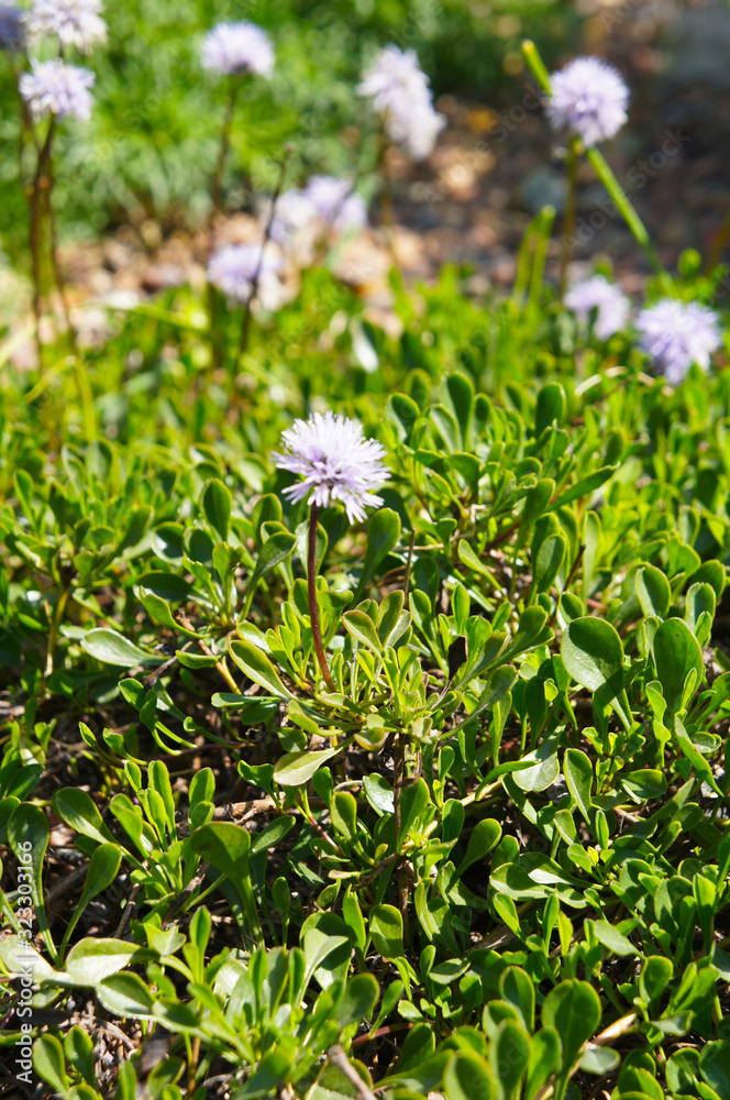Globularia cordifolia or heart-leaved globe daisy blue flowers with green vertcial Globularia cordifolia or heart-leaved globe daisy blue flowers with green vertcial