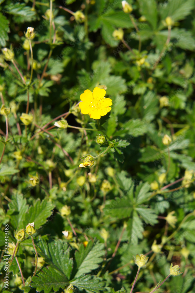 potentilla reptans or creeping cinquefoil green plant with yellow flowers