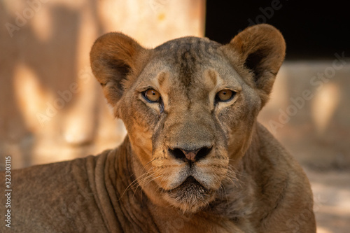 portrait of a lion