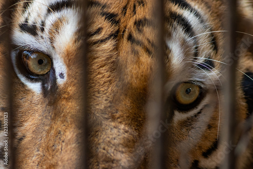 portrait of a tiger