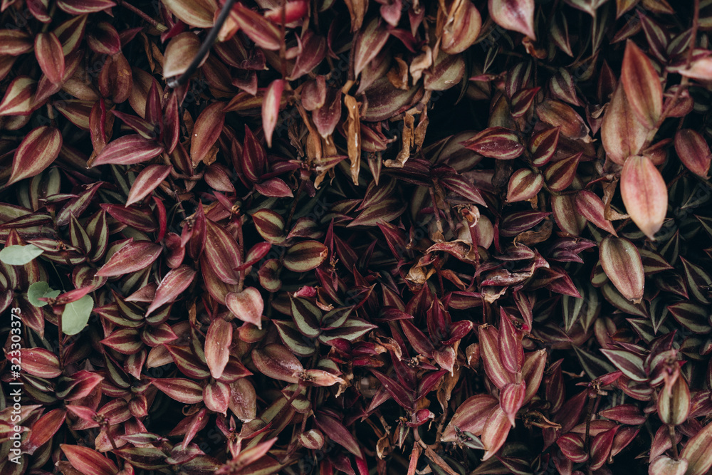 natural background of plants pattern natural background of plants pattern