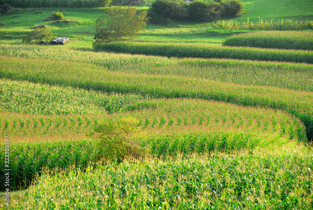 Verdes campos de maiz al final del verano