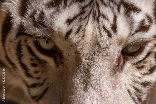 portrait of a tiger