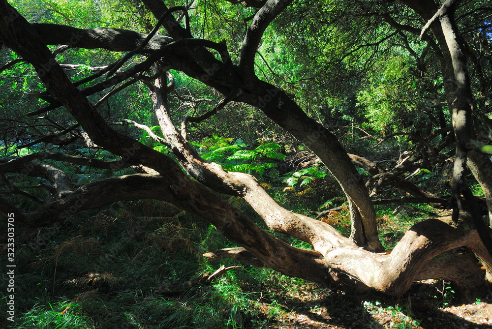 Vetusto árbol en lo profundo del bosque Vetusto árbol en lo profundo del bosque