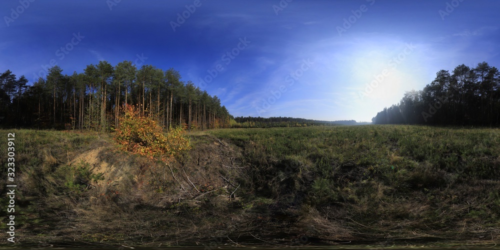 Autumn In The Pine Forest HDRI Panorama