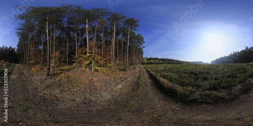 Autumn In The Pine Forest HDRI Panorama