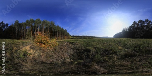 Autumn In The Pine Forest HDRI Panorama